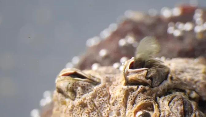 barnacles removal2 barnacles removal2